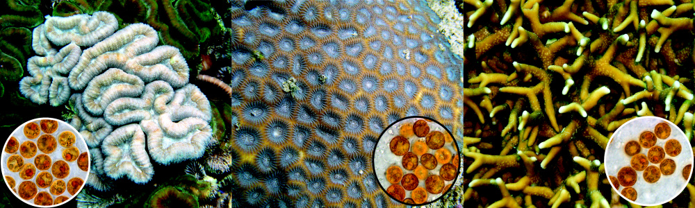 Zooxanthella uvnitř buněk korálů
